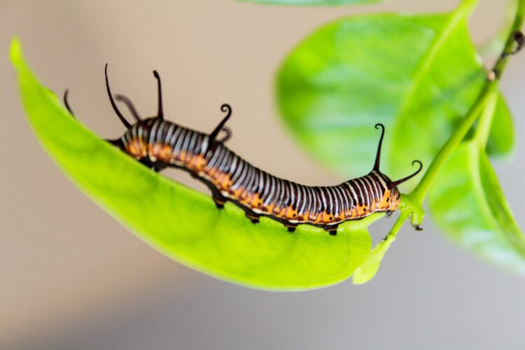 How to Protect Garden Plants from Pests